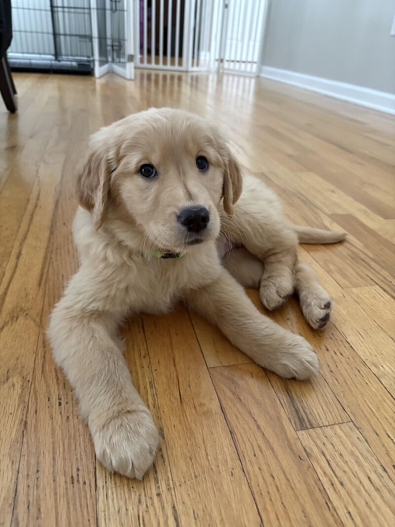 New pup! Insurance and name recommendations