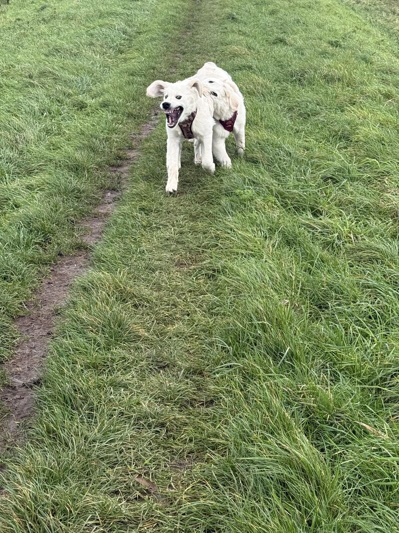 My attempt at a cute photo of them running together 😂