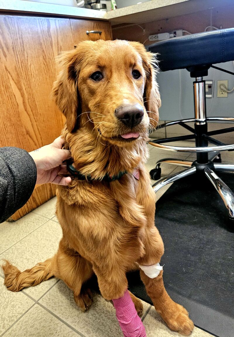 My girl may have renal dysplasia