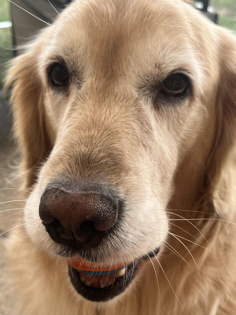 In June I unexpectedly lost my golden and I miss her so much everyday. Just a PSA to everyone to love them as much as you can.
