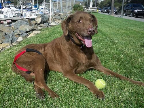 Retriever Chesapeake
