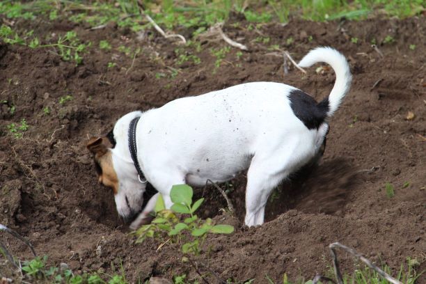 Danish Swedish Farmdog