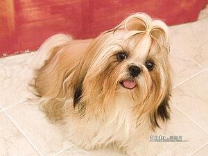 Shihtzu