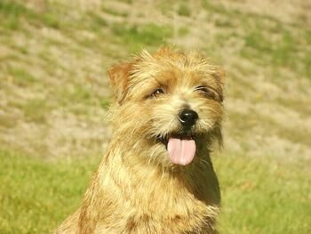Terrier Norfolk