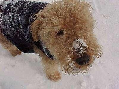 Airedale