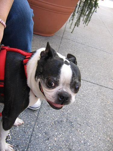 Bulldog Boston
