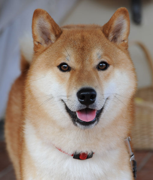 Shiba