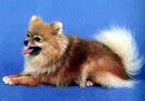 Pomeranian