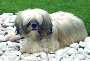 Shihtzu