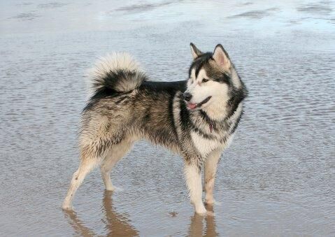 Malamute