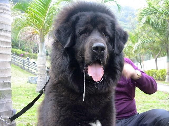 Mastiff Tibetan