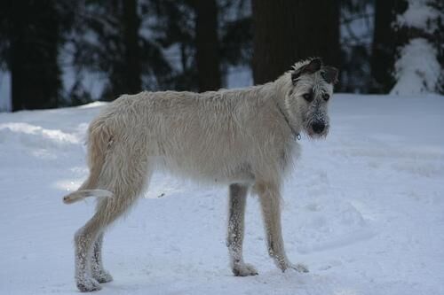 Wolfhound Irish