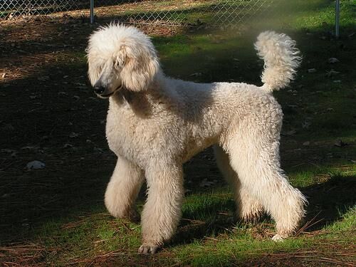 Poodle Standard