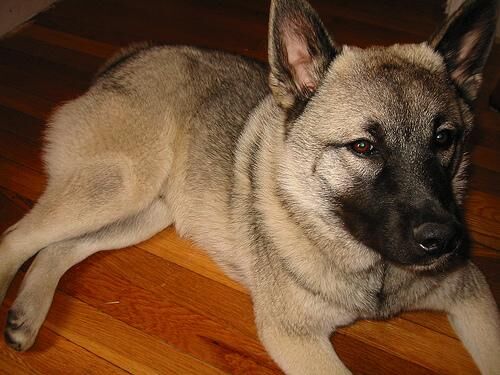 Elkhound Norwegian