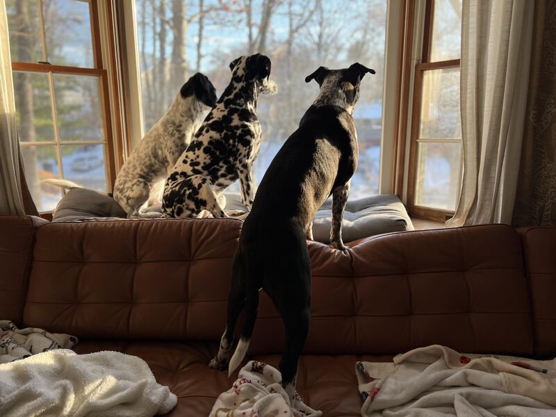 Benji and his sisters on neighborhood watch