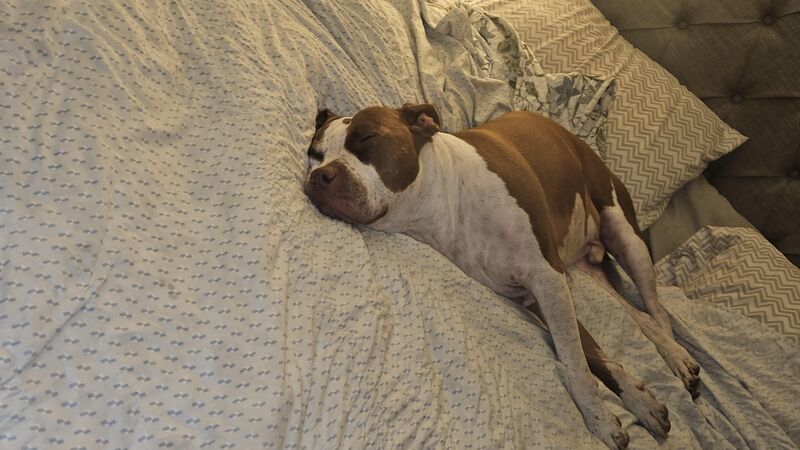 My trusty assistant dissapeared..this is how I found him