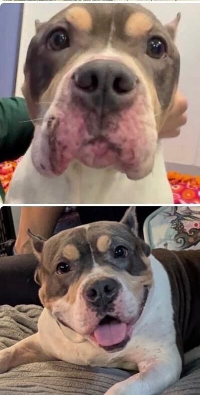 Waiting to be adopted v Adopted