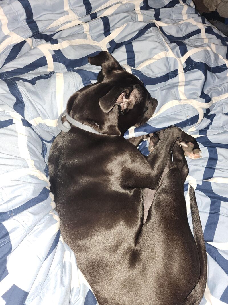 The weight of her head on my legs takes the weight of the world off my shoulders! ❤️