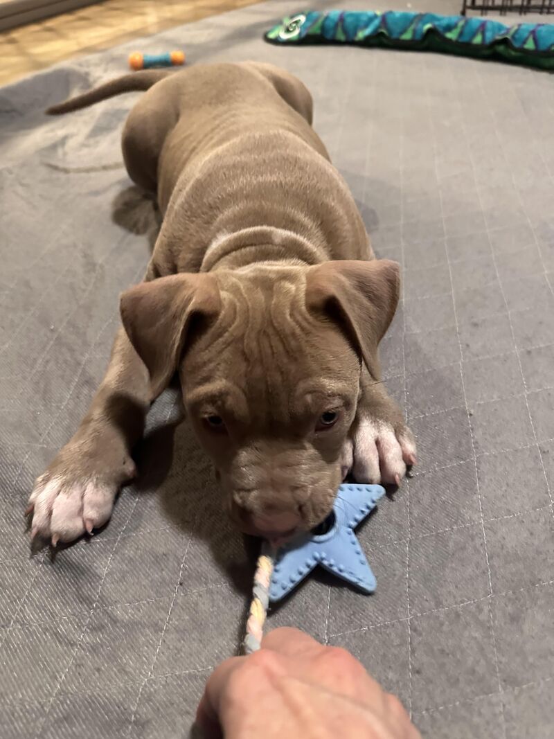 Adopting an Orphan Puppy—I have some questions…