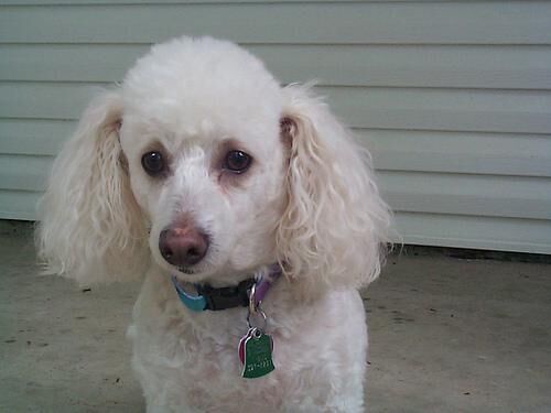 Poodle Miniature