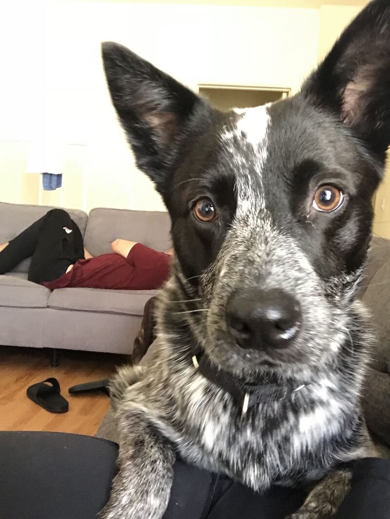 Cattledog Australian