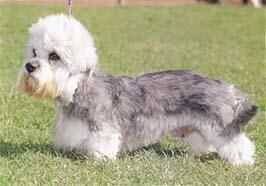 Terrier Dandie
