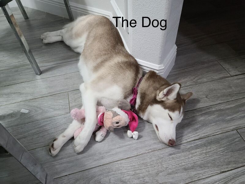 Me: I'm going to get a dog to guard my house