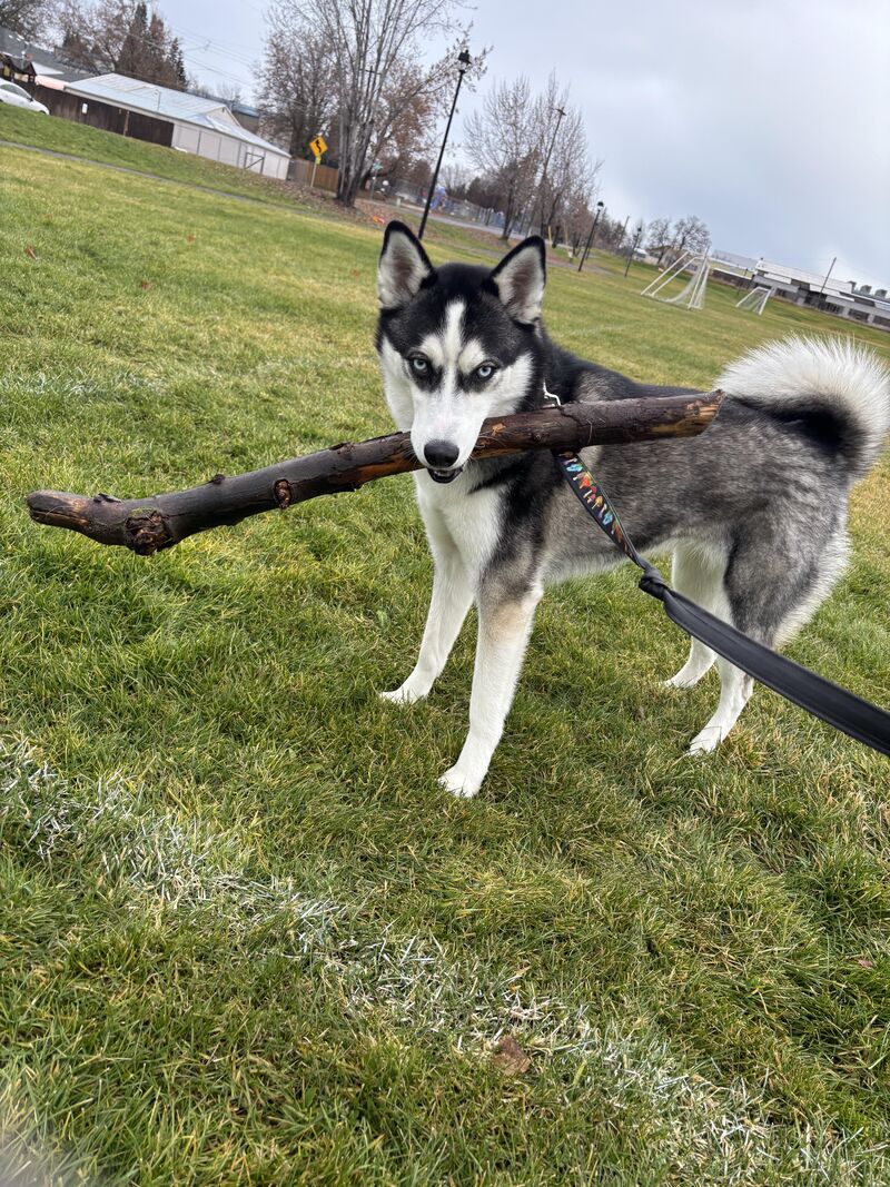 Anybody else have a husky obsessed with catnip?