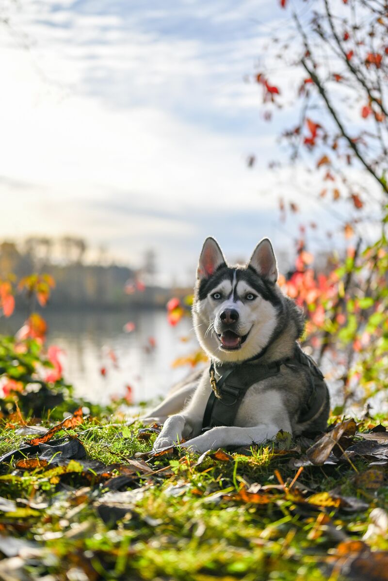 My boi, Flóki, loves playing with leaves in fall.