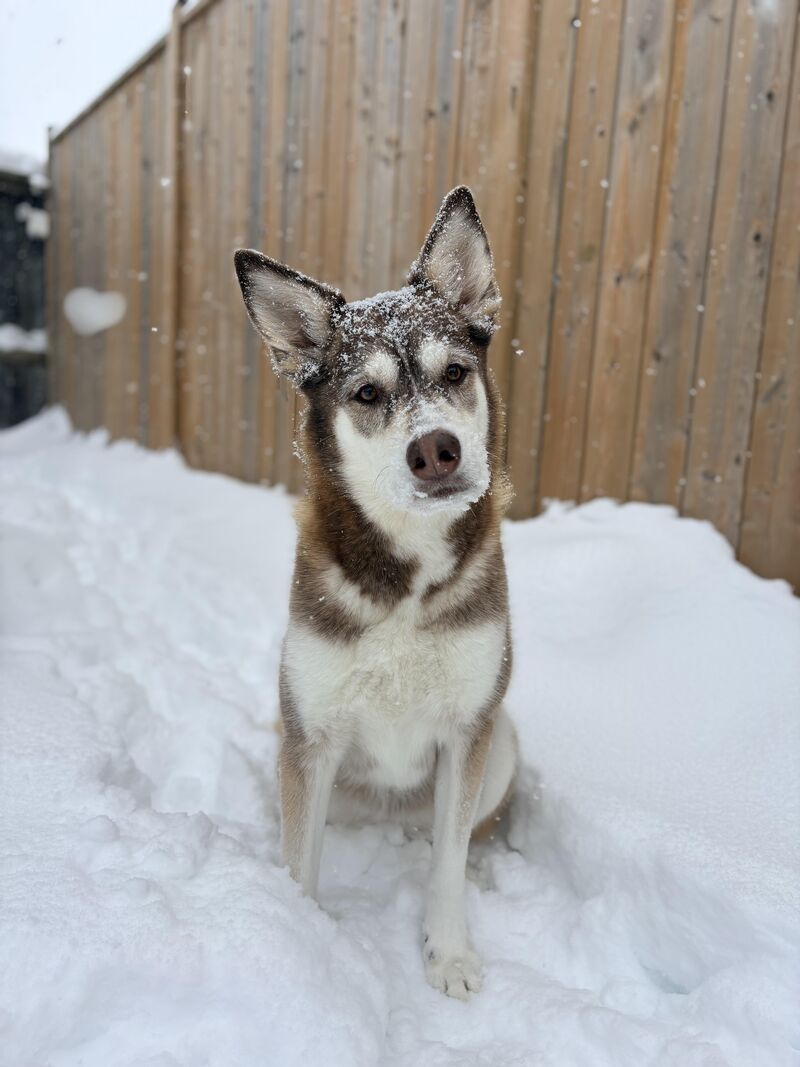 Snow pup
