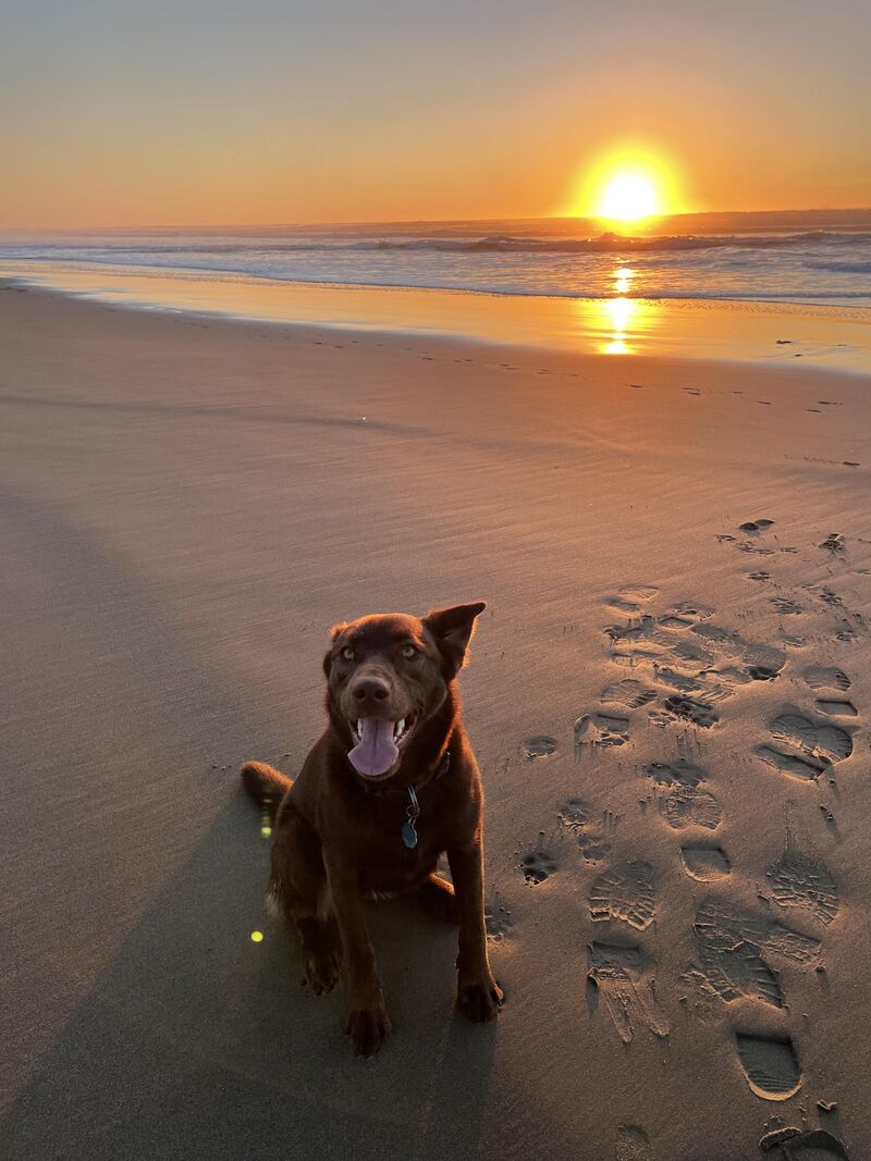 Anyone else have a beach lover?