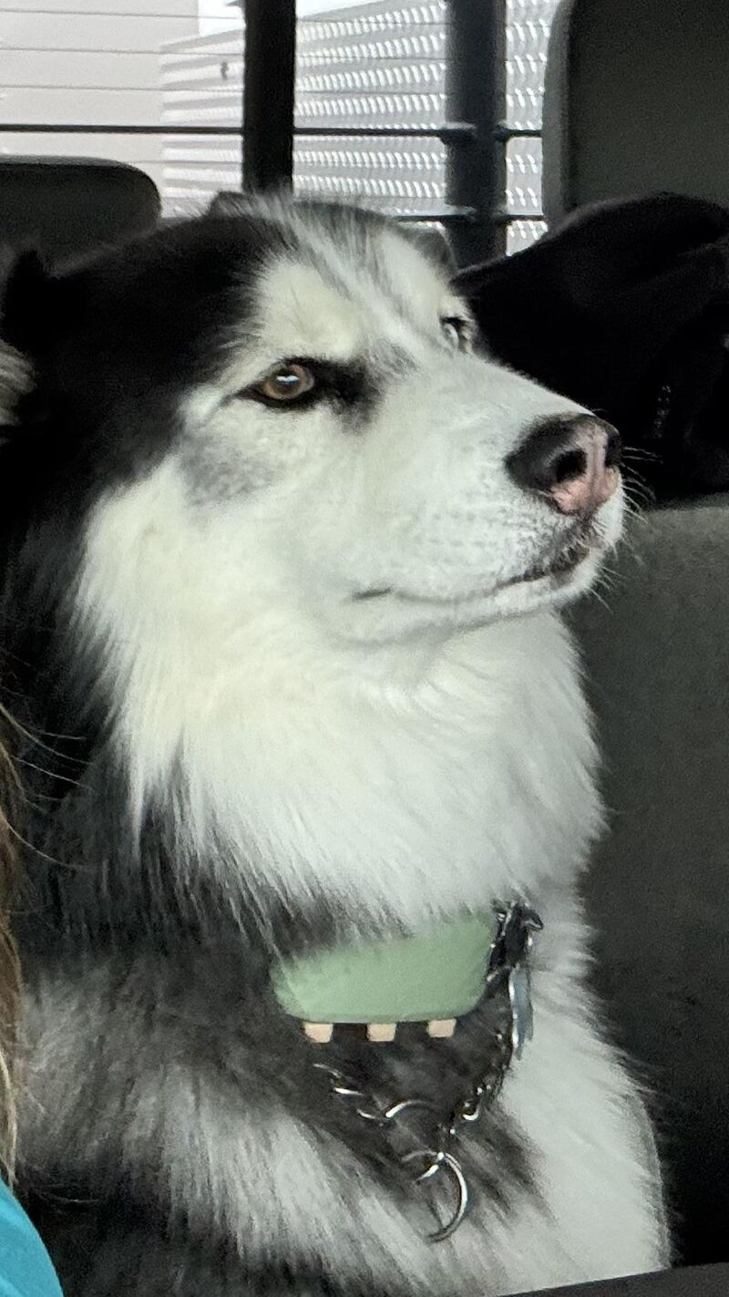 Husky Howlidays!🎵🚨📣