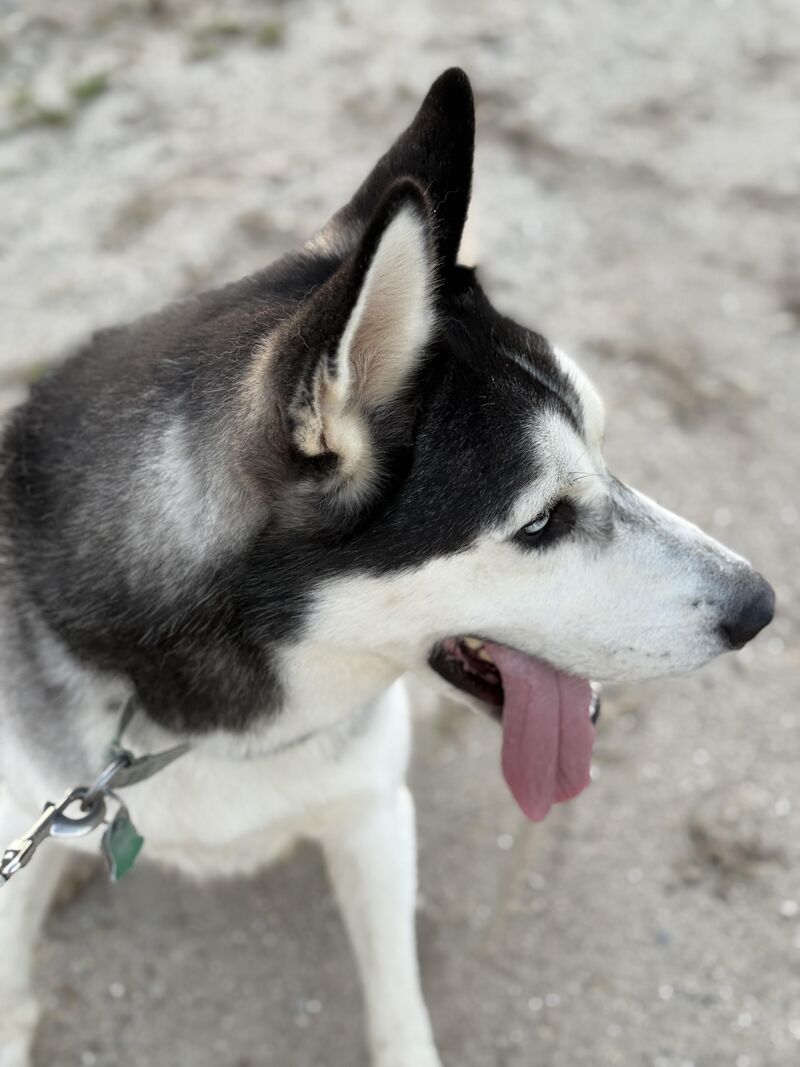 Derp distracted by the elements