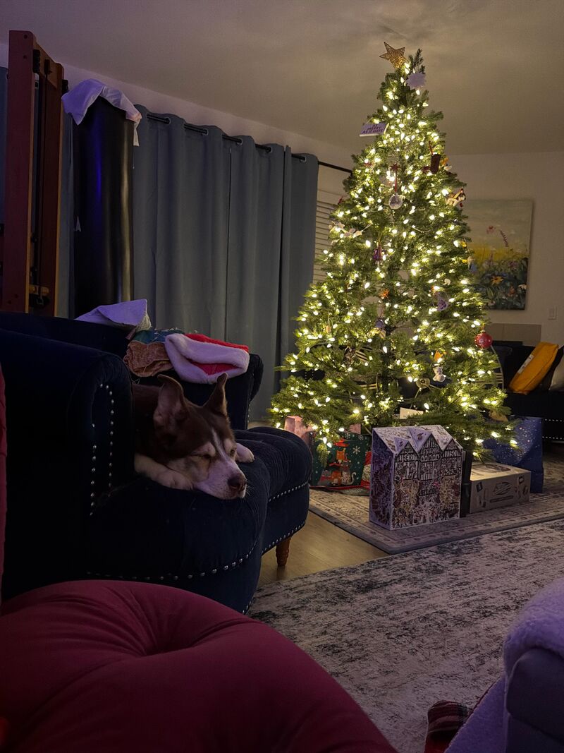 Our Husky Kiska and Merry Christmas 🎄🎁
