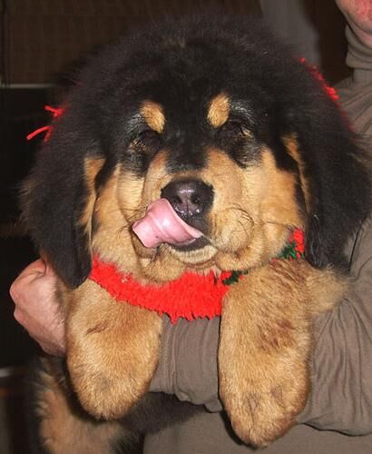 Mastiff Tibetan
