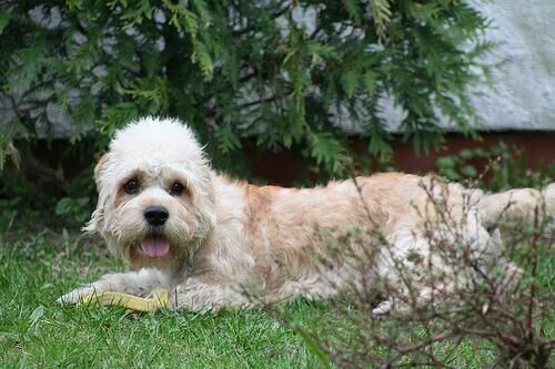 Terrier Dandie