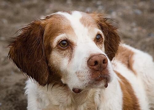 Spaniel Brittany