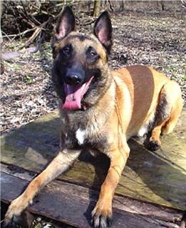 Malinois