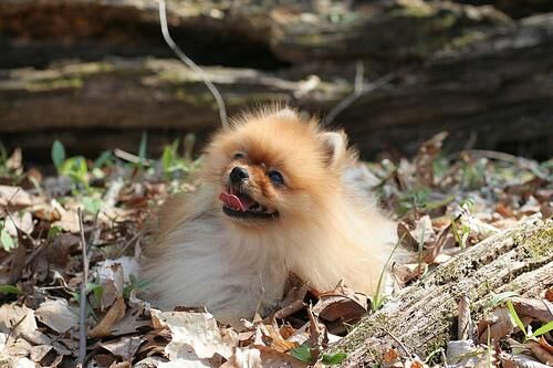 Pomeranian