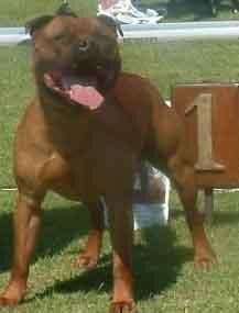 Bullterrier Staffordshire