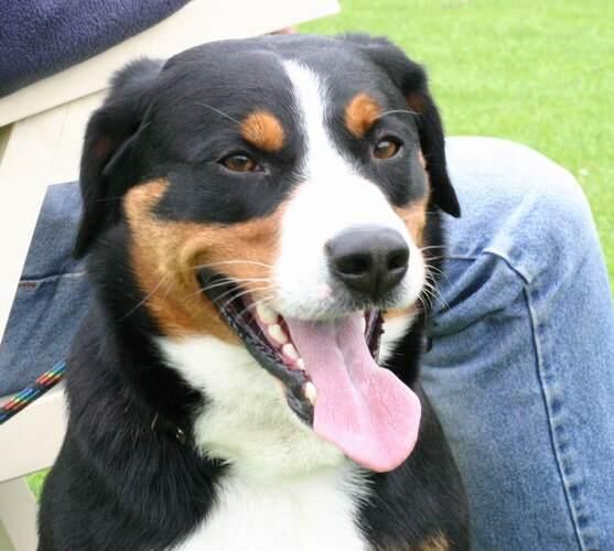 Entlebucher