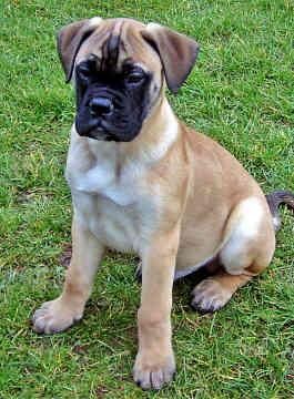 Mastiff Bull