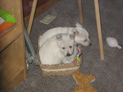 Terrier Westhighland