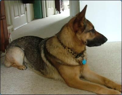 German Shepherd