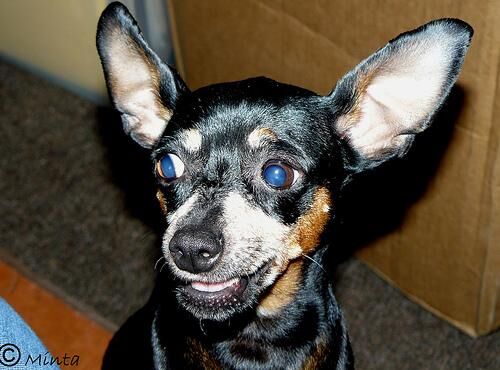 Pinscher Miniature