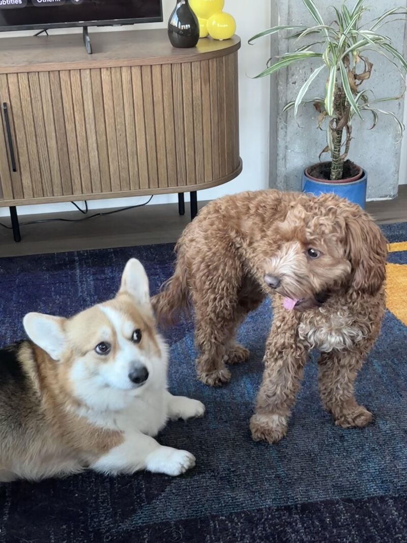He loves her but even she is not safe from the corgi side eye
