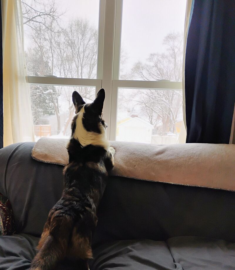Sometimes I think he barks out this window just to remind the neighbors a corgi lives here