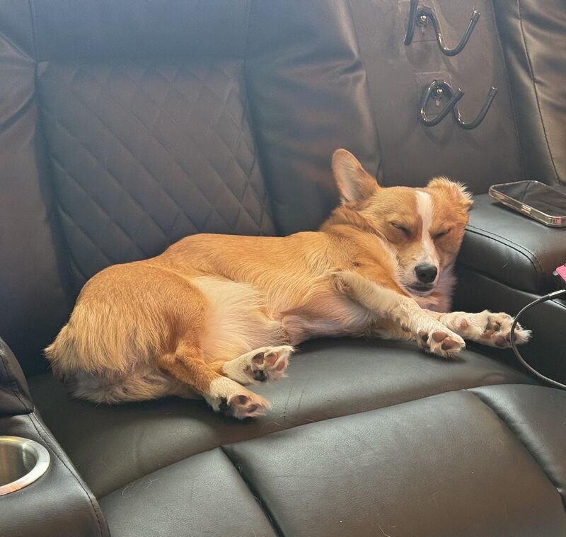 Is my corgi melting?