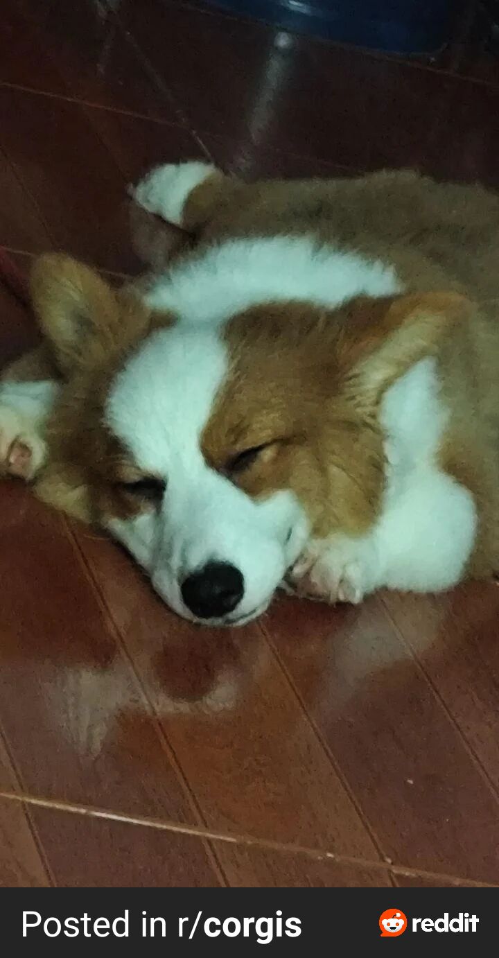 Looks like someone's sleeping too well 🥰