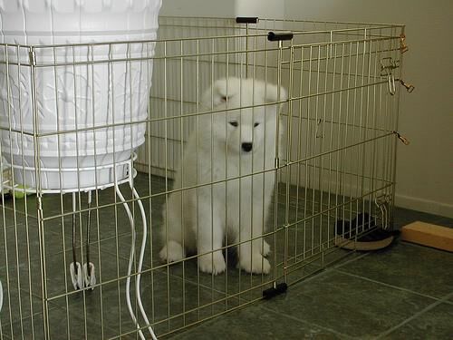 Samoyed